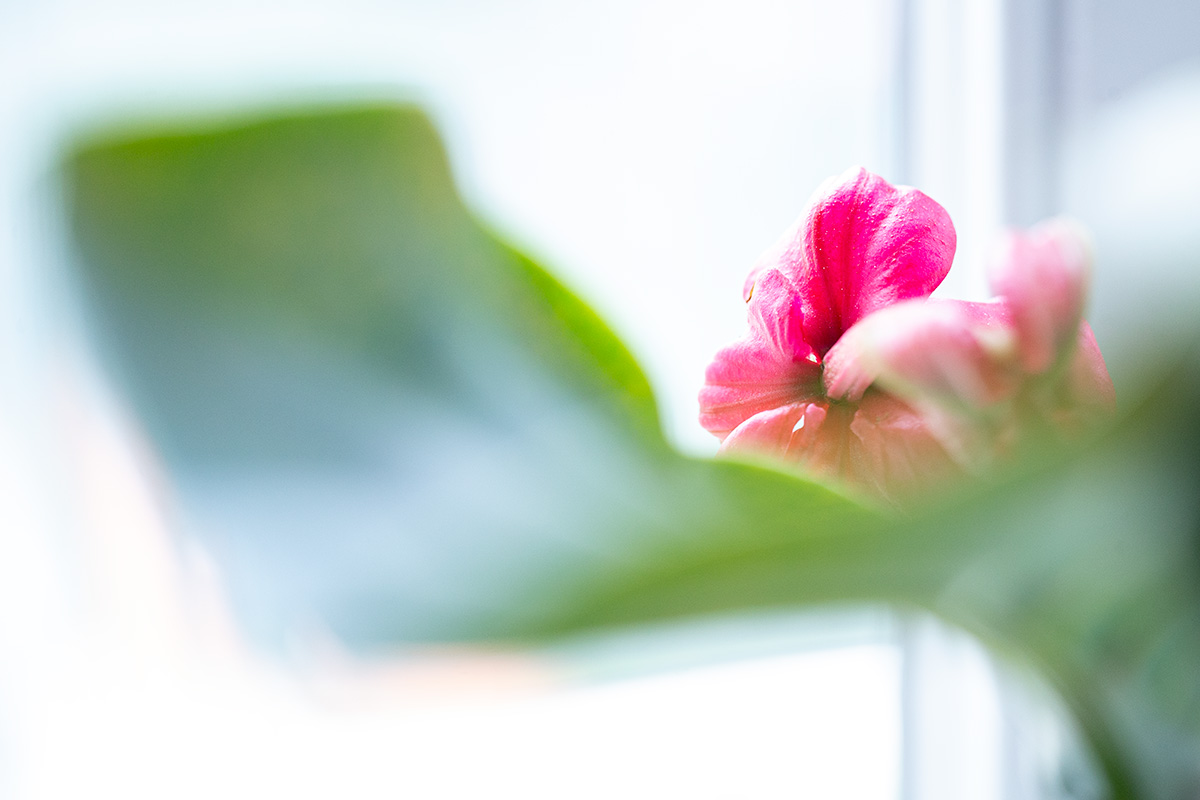 Blume